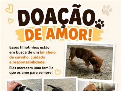 Cachorro raça SRD-ViraLata idade 2 a 6 meses nome Sem nome 