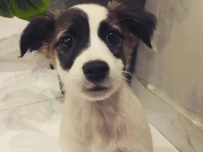 Cachorro raça SRD-ViraLata idade 2 a 6 meses nome Billy