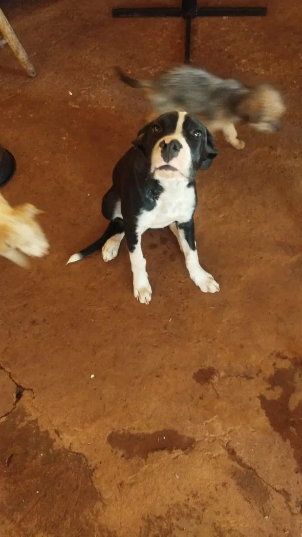 Cachorro raça SRD-ViraLata idade 2 a 6 meses nome Hiro