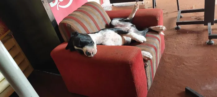 Cachorro raça SRD-ViraLata idade 2 a 6 meses nome Hiro