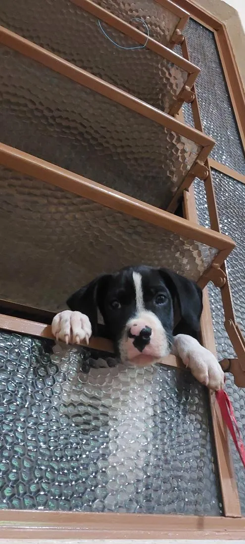 Cachorro raça SRD-ViraLata idade 2 a 6 meses nome Hiro