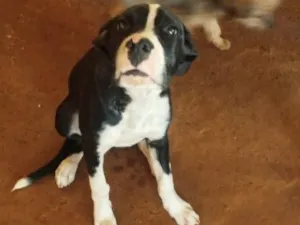 Cachorro raça SRD-ViraLata idade 2 a 6 meses nome Hiro