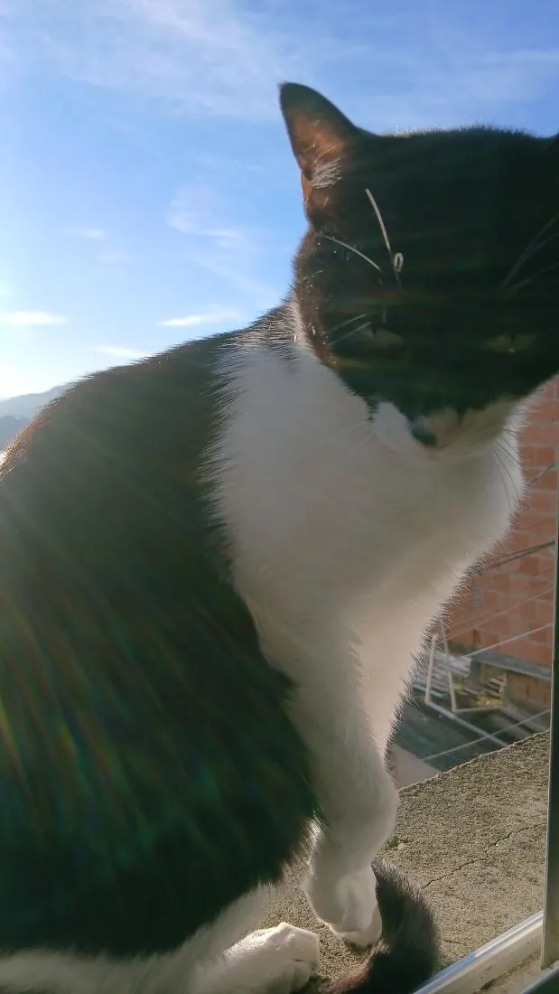 Gato raça SRD-ViraLata idade 4 anos nome negulinho