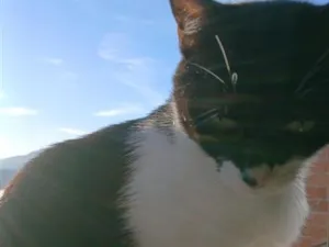 Gato raça SRD-ViraLata idade 4 anos nome negulinho