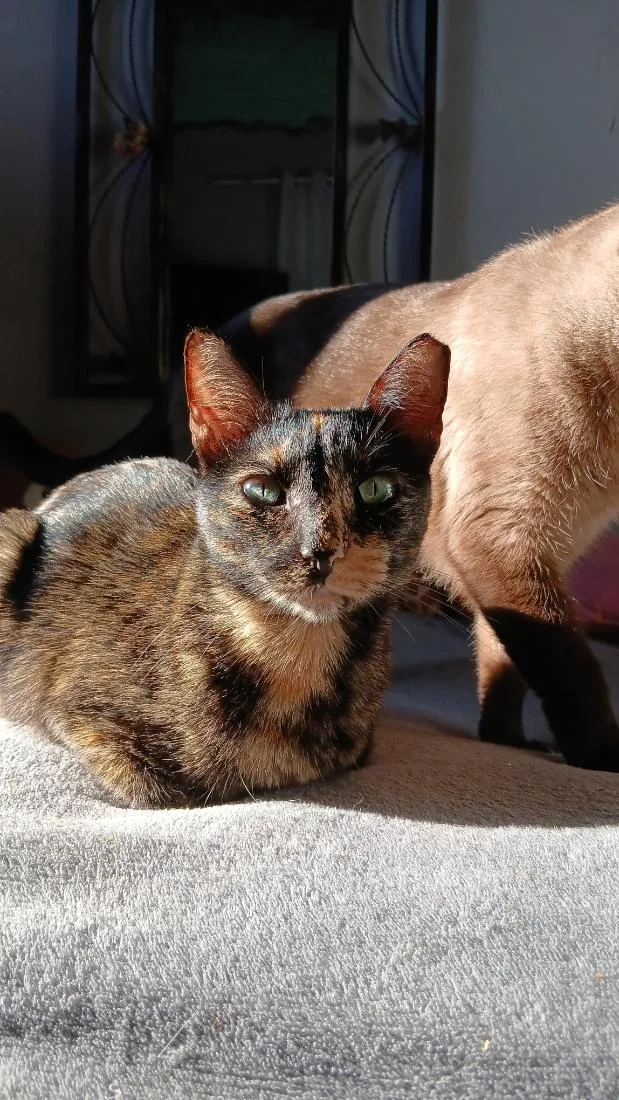 Gato raça SRD-ViraLata idade 3 anos nome Negona