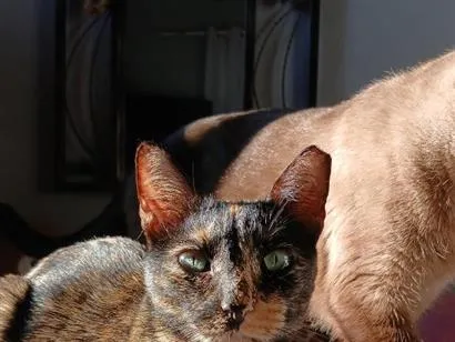 Gato raça SRD-ViraLata idade 3 anos nome Negona