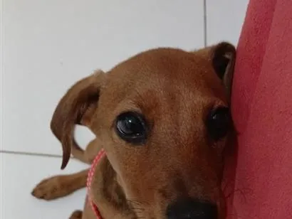 Cachorro raça SRD-ViraLata idade 2 a 6 meses nome Olivia
