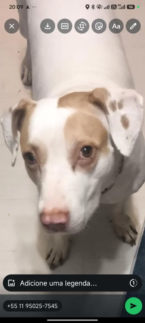 Cachorro raça Pit-Bull idade 5 anos nome Akira 