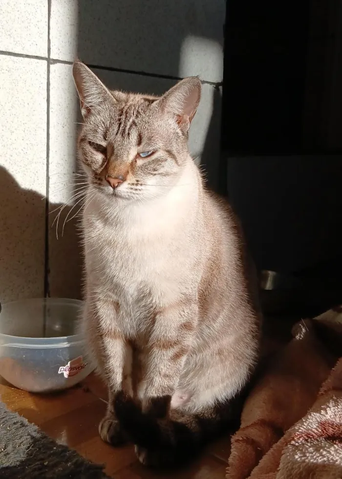 Gato raça SRD-ViraLata idade 2 a 6 meses nome Luffy