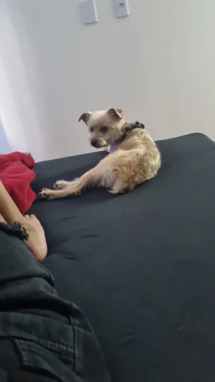 Cachorro raça SRD-ViraLata idade 2 anos nome Melinda