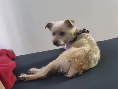 Cachorro raça SRD-ViraLata idade 2 anos nome Melinda