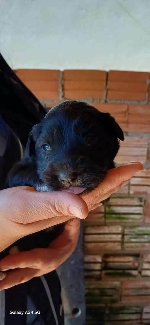 Cachorro raça SRD-ViraLata idade Abaixo de 2 meses nome filhotes 