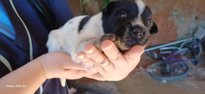 Cachorro raça SRD-ViraLata idade Abaixo de 2 meses nome filhotes 