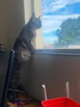 Morgana