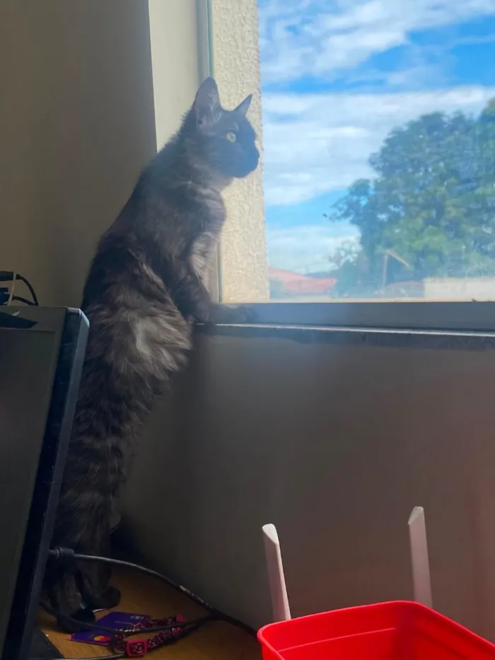 Gato raça SRD-ViraLata idade 7 a 11 meses nome Morgana