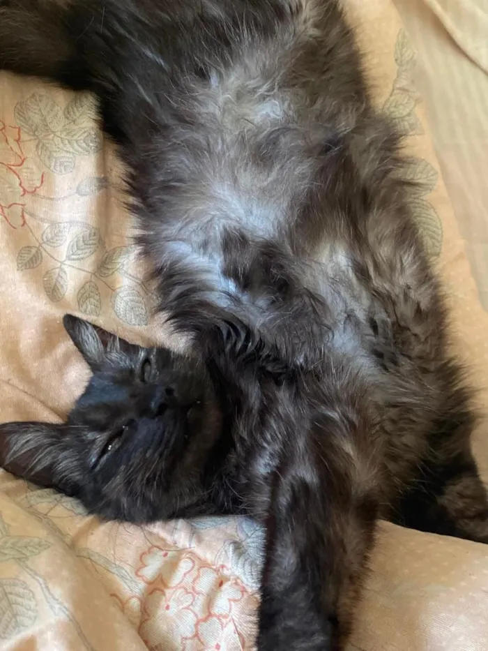 Gato raça SRD-ViraLata idade 7 a 11 meses nome Morgana