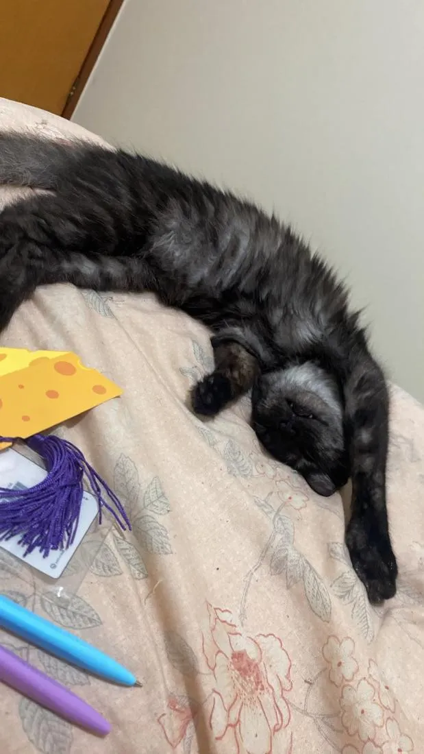 Gato raça SRD-ViraLata idade 7 a 11 meses nome Morgana