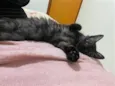Morgana