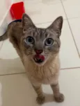 José