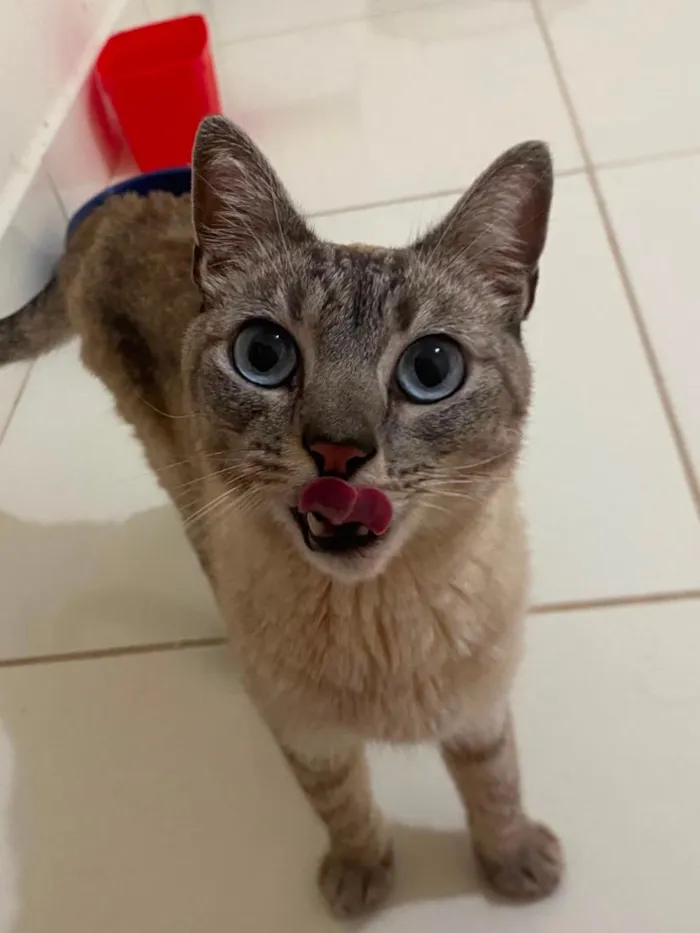 Gato raça SRD-ViraLata idade 1 ano nome José