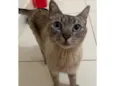 José