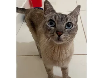 Gato raça SRD-ViraLata idade 1 ano nome José