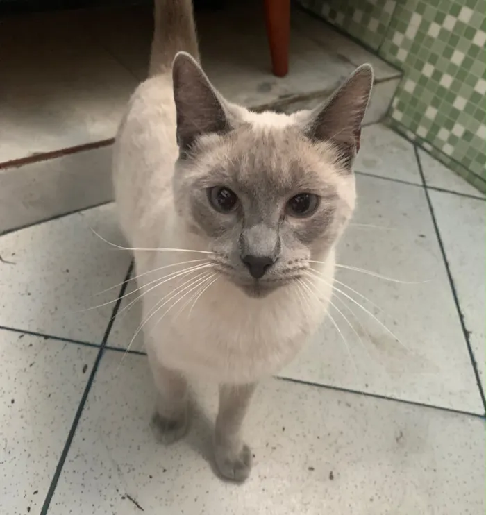 Gato raça Siamês idade 2 a 6 meses nome pulguinha