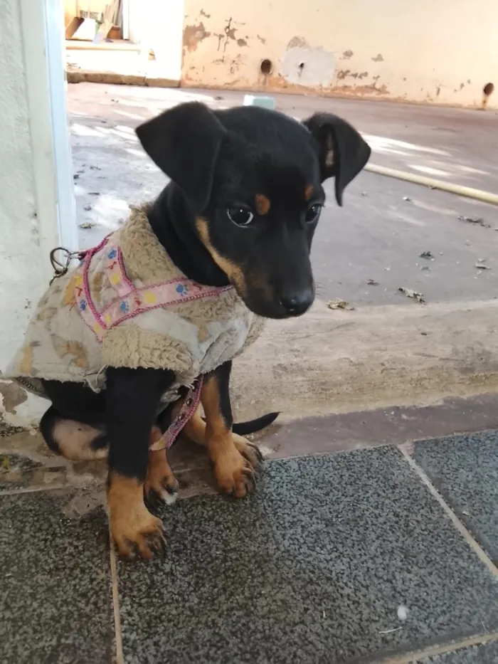 Cachorro raça Rottweiler idade 2 a 6 meses nome bela