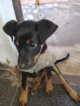 bela