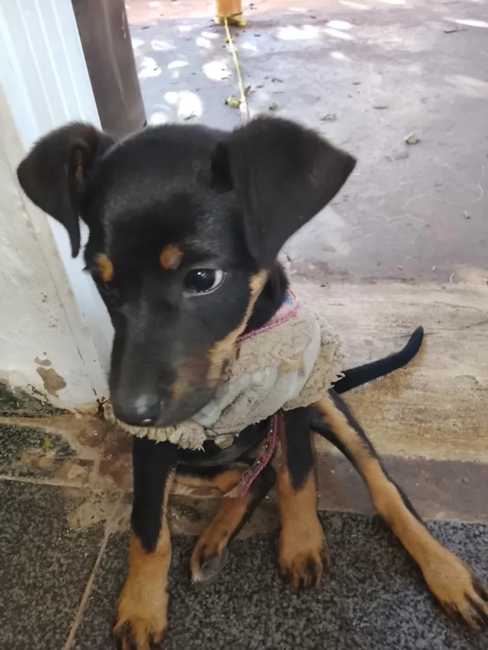Cachorro raça Rottweiler idade 2 a 6 meses nome bela