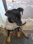 bela