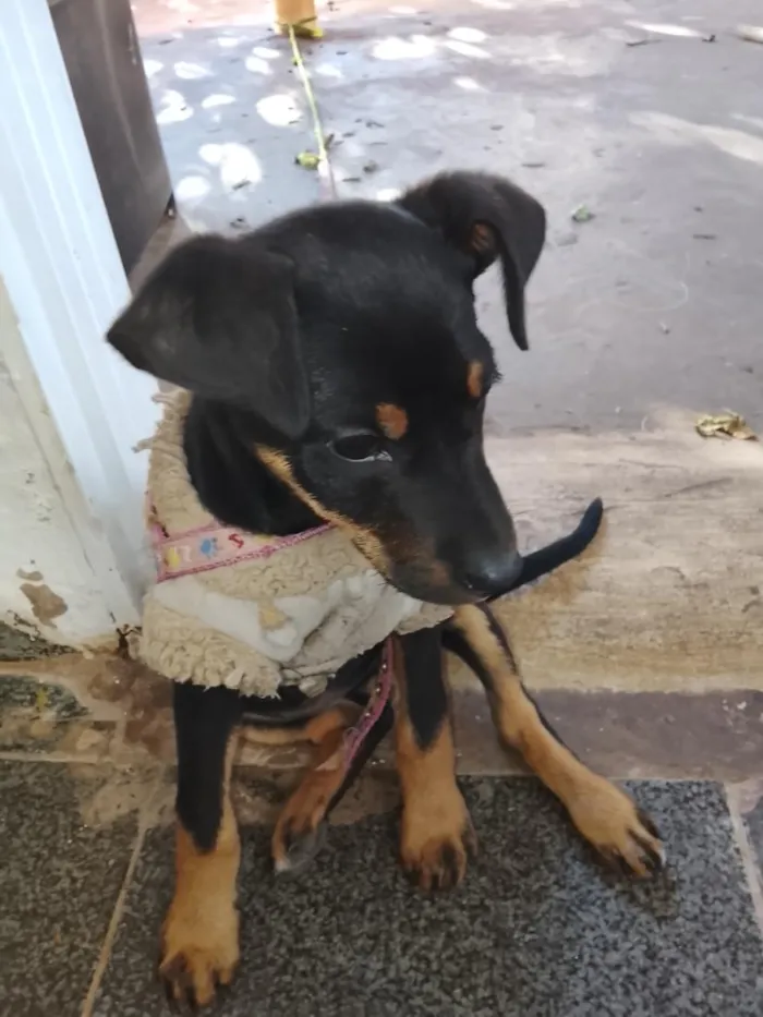 Cachorro raça Rottweiler idade 2 a 6 meses nome bela