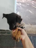 bela