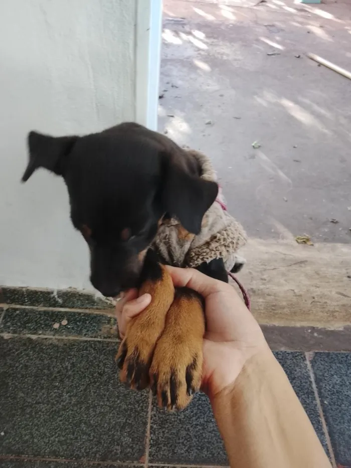Cachorro raça Rottweiler idade 2 a 6 meses nome bela