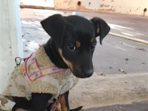 Cachorro raça Rottweiler idade 2 a 6 meses nome bela