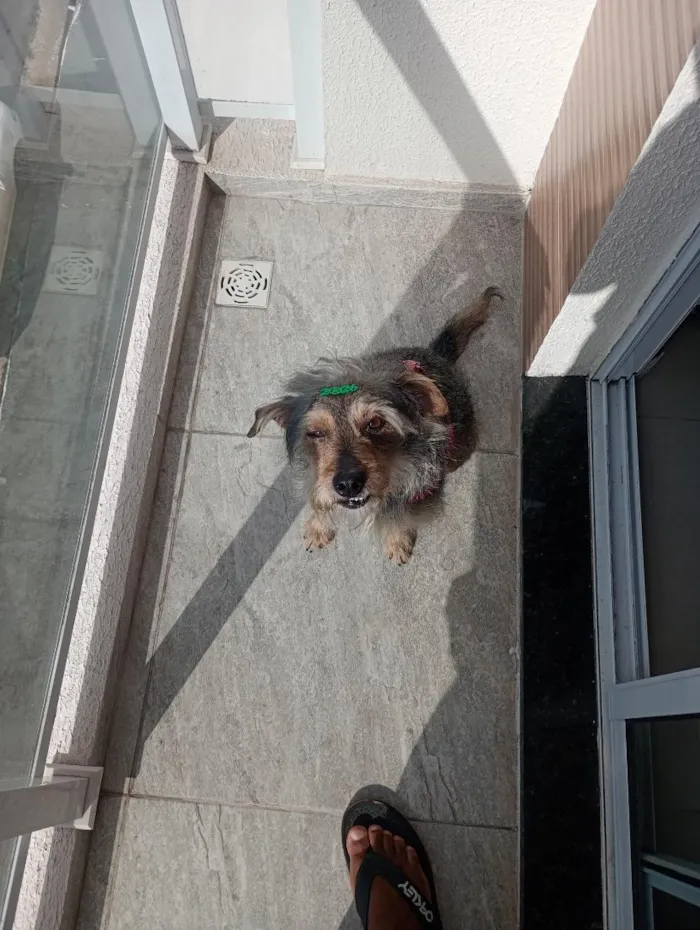 Cachorro raça SRD-ViraLata idade 3 anos nome Thor 