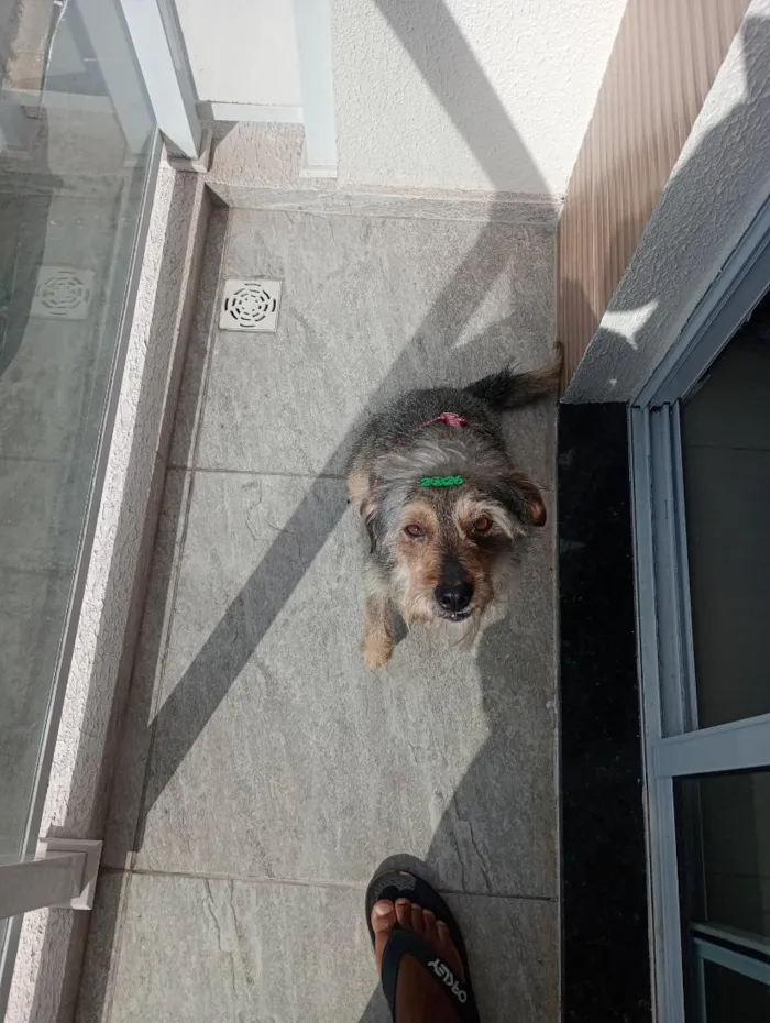 Cachorro raça SRD-ViraLata idade 3 anos nome Thor 