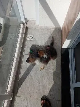 Cachorro raça SRD-ViraLata idade 3 anos nome Thor 