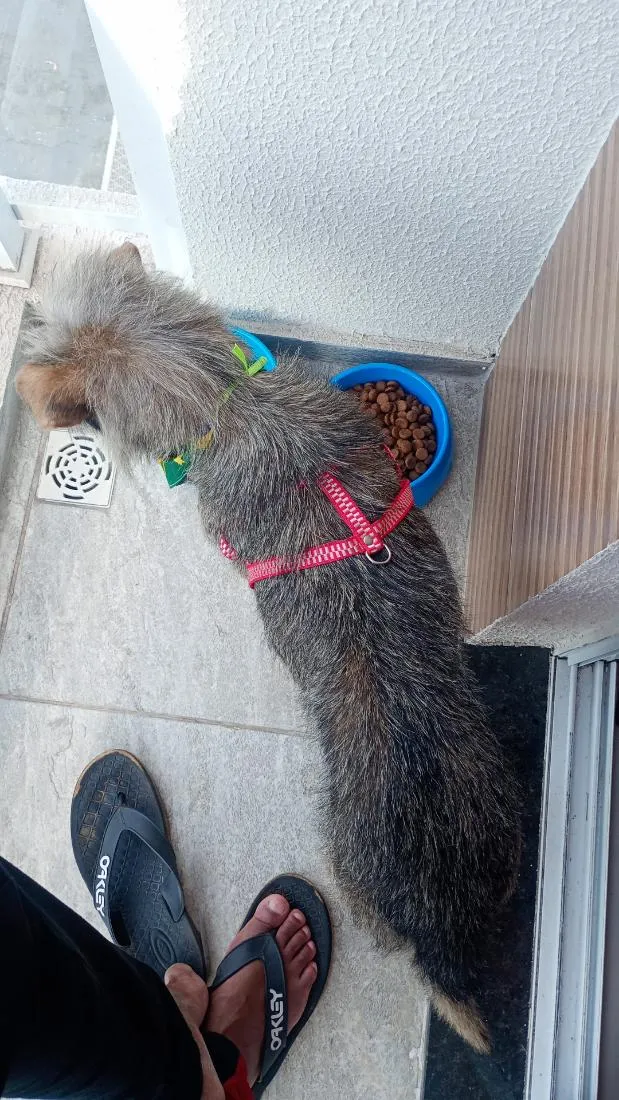Cachorro raça SRD-ViraLata idade 3 anos nome Thor 