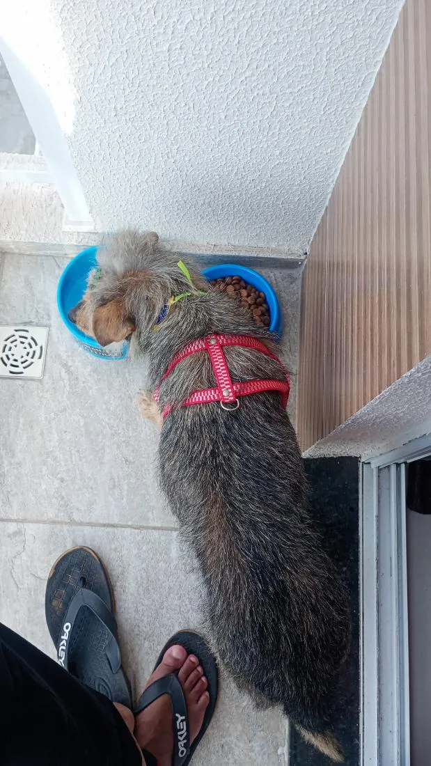Cachorro raça SRD-ViraLata idade 3 anos nome Thor 