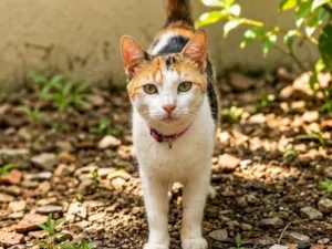 Gato raça SRD-ViraLata idade 3 anos nome Princesa