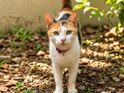 Gato raça SRD-ViraLata idade 3 anos nome Princesa