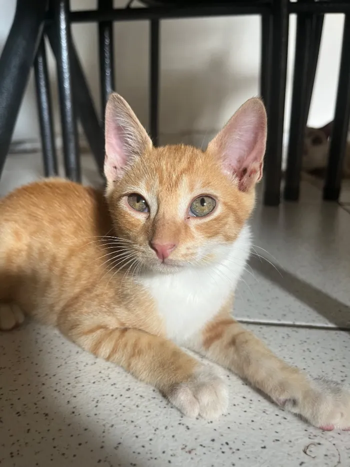 Gato raça SRD-ViraLata idade 2 a 6 meses nome Theo