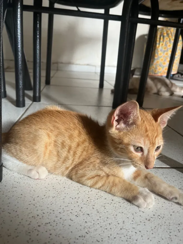 Gato raça SRD-ViraLata idade 2 a 6 meses nome Theo