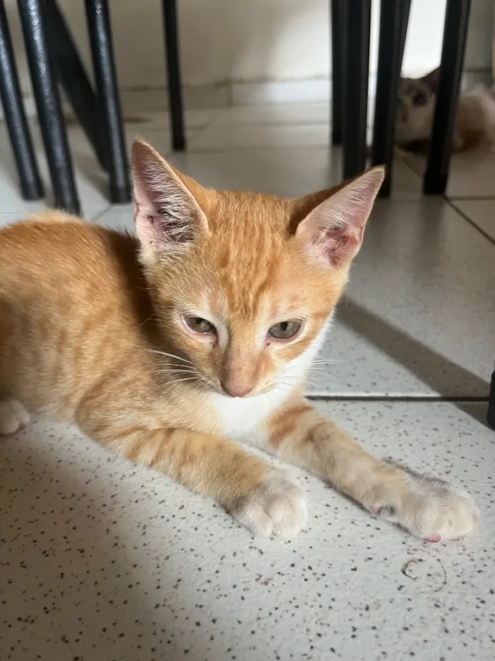 Gato raça SRD-ViraLata idade 2 a 6 meses nome Theo