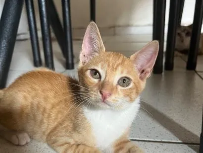 Gato raça SRD-ViraLata idade 2 a 6 meses nome Theo