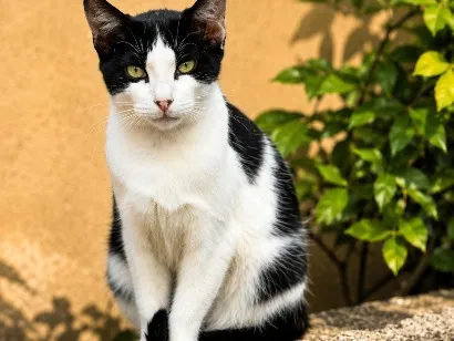Gato raça SRD-ViraLata idade 1 ano nome frajolinha