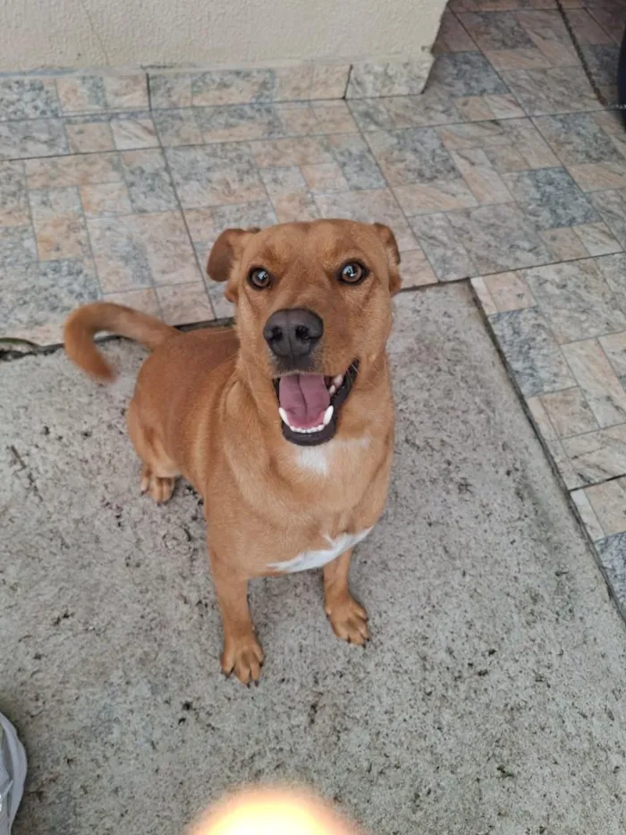 Cachorro raça SRD-ViraLata idade 2 a 6 meses nome Paçoca