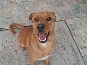 Cachorro raça SRD-ViraLata idade 2 a 6 meses nome Paçoca