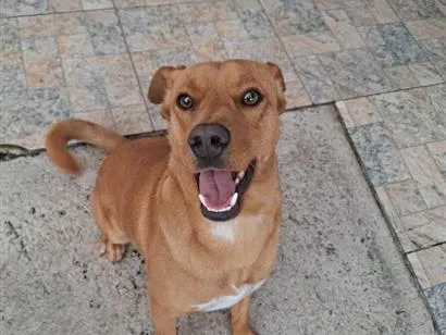Cachorro raça SRD-ViraLata idade 2 a 6 meses nome Paçoca